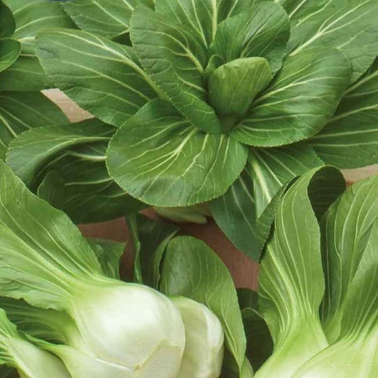 Chinakohl Pak-choi Green Fortune F1 - Bakker