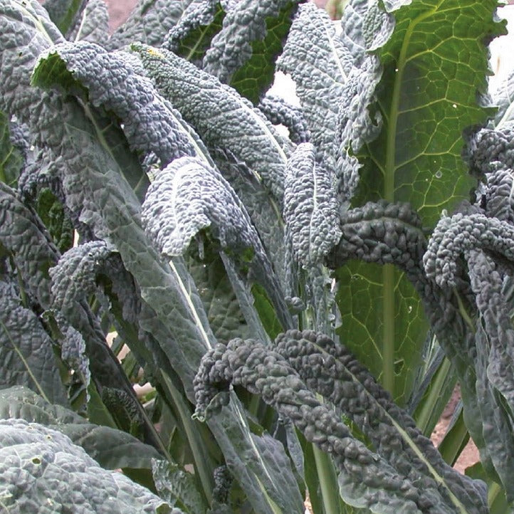 palmkohl saatgut Saatgut Palmkohl 'Nero di Toscana' Bio - Brassica oleracea Nero di Toscana