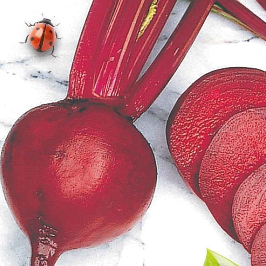 Rote Bete Detroit 2 Storuman Bio - Bakker