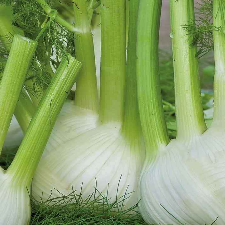 Saatgut Knollenfenchel 'Finale' Bio - Foeniculum vulgare miller