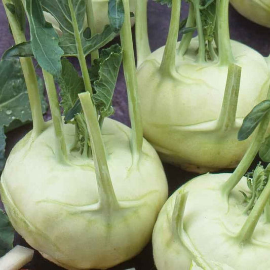 Weißer Kohlrabi Lanro Bio - Brassica oleracea lanro - Gemüsegarten