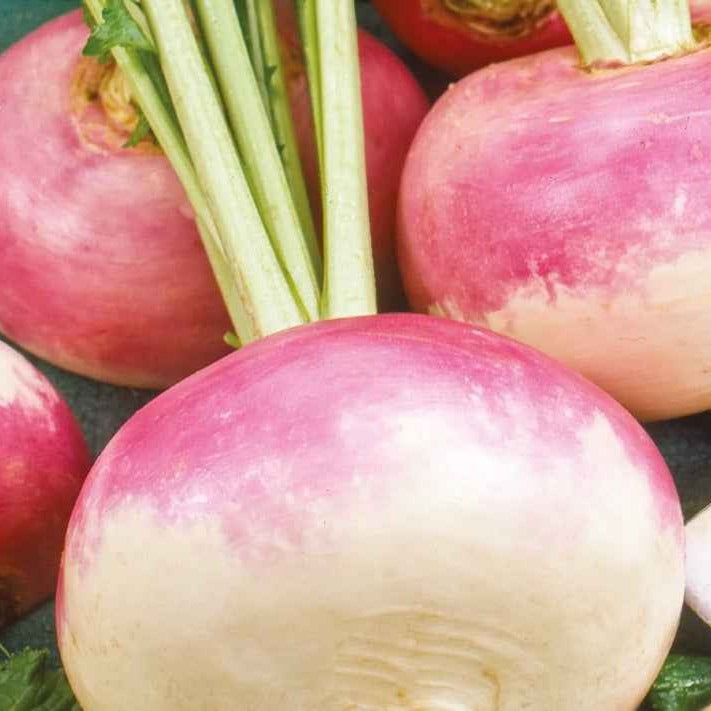mairübchen saatgut Saatgut Mairübe 'De Milan' Bio - Brassica rapa de milan