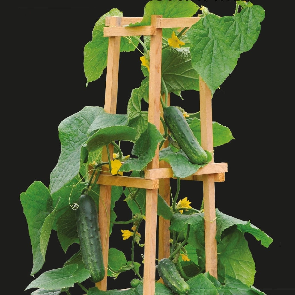 Saatgut Snackgurke 'Patio Snacker' F1 - Cucumis sativus patio snacker f1