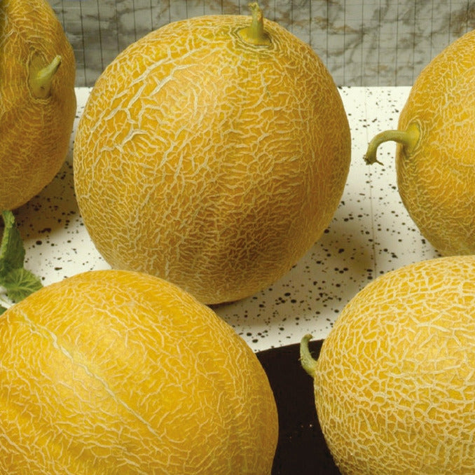 Saatgut Zuckermelone 'Outdoor Wonder' F1 - Cucumis melo outdoor wonder f1