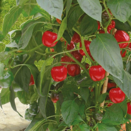 Paprika für Topf - Bakker