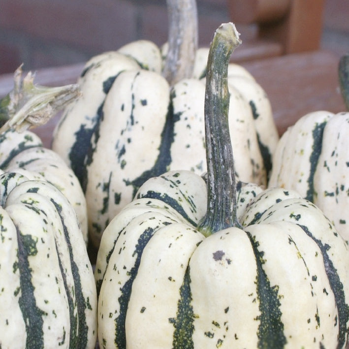 Saatgut Kürbis Sweet Dumpling Bio - Cucurbita maxima sweet dumpling