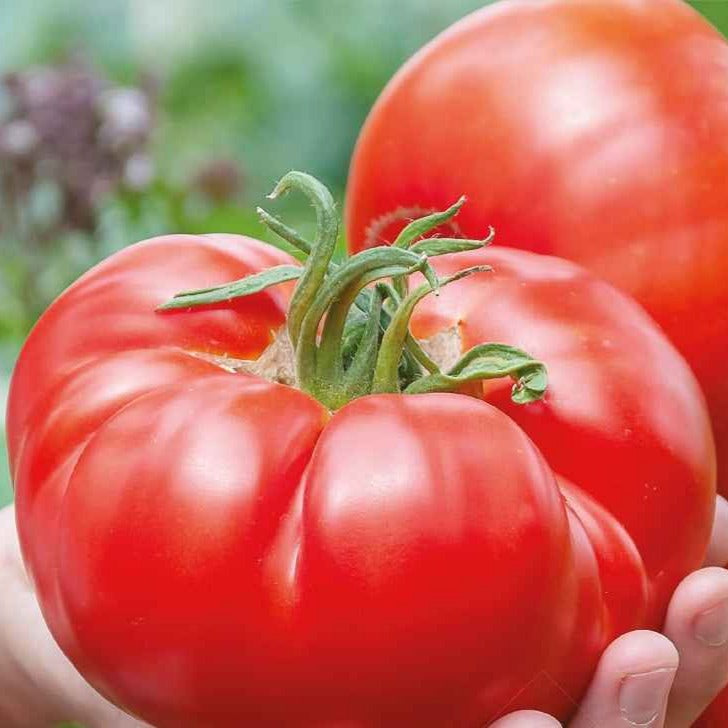 Saatgut Fleischtomate Country Taste F1 Bio - Solanum lycopersicum country  taste f1
