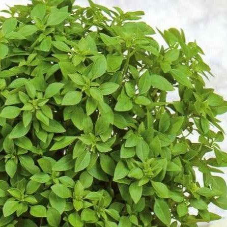 Saatgut Basilikum 'Minette' - Ocimum basilicum minette