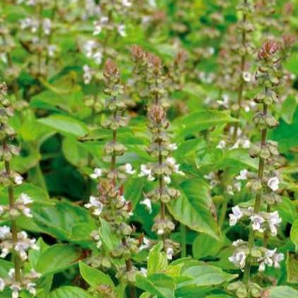 Zitronenbasilikum Mrs. Burns - Ocimum citridorum - Gemüsegarten