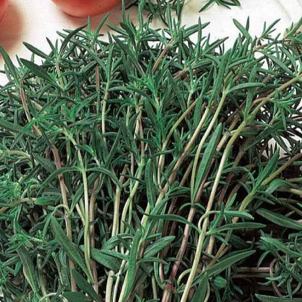 Saatgut Gewöhnliches Bohnenkraut Bio - Satureja hortensis