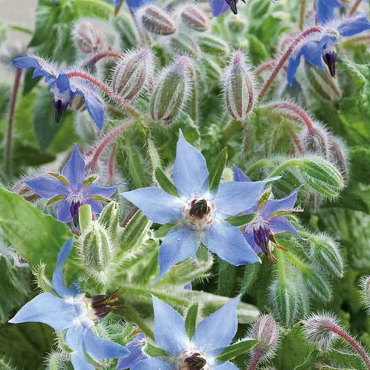 Borretsch Blau Bio - Bakker