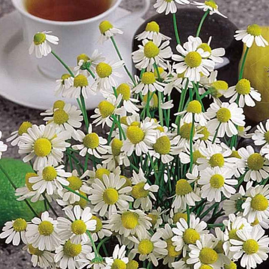 Deutsche Bio-Kamille - Bakker