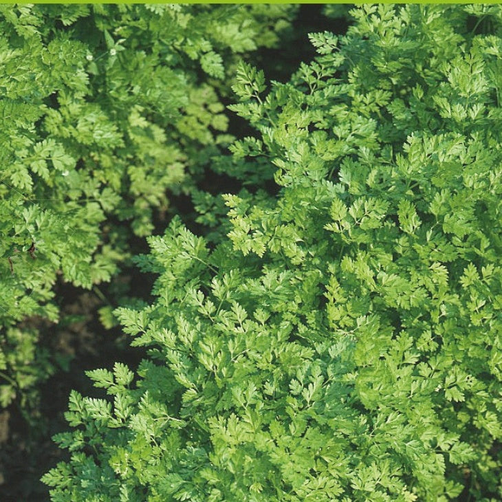 Saatgut Flachblättriger Kerbel Massa Bio - Anthriscus cerefolium massa