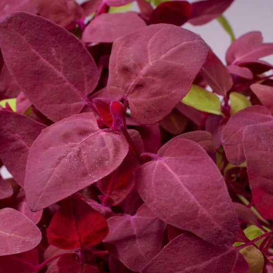 Saatgut Gartenmelde Red Flash - Atriplex hortensis