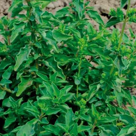 Saatgut Oregano - Oriaganum heracleoticum