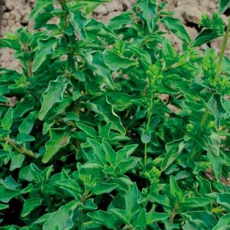 Verkauf Kräutersammlung #2