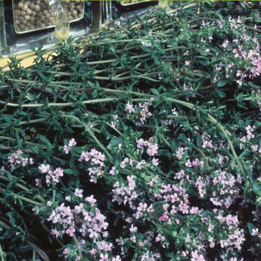 Winterthymian Bio - Bakker