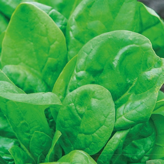 Stangenbohnen Neckarkönigin - Bakker