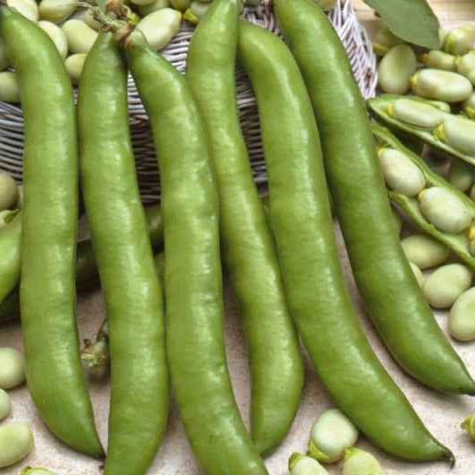 Saatgut Ackerbohne 'Driemaal Wit' - Vicia faba driemaal wit