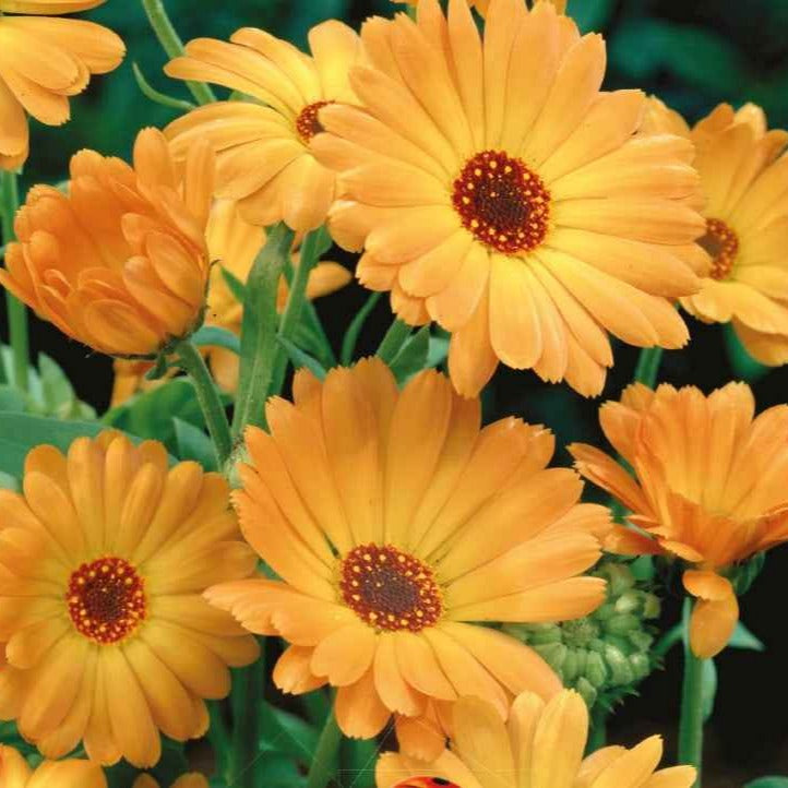 Saatgut Ringelblume 'Grand Nova' Bio - Calendula officinalis grand nova