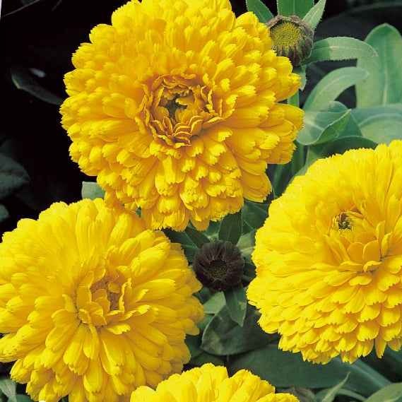 Saatgut Ringelblume 'Golden Yellow' - Calendula officinalis golden yellow