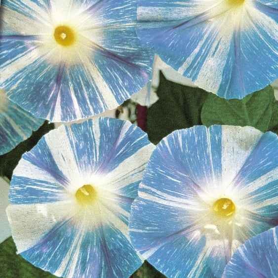 prunkwinde düngen Saatgut Prunkwinde Flying Saucer - Ipomoea tricolor flying saucer