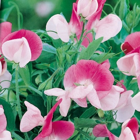Saatgut Duftwicke 'Painted Lady 1937' - Lathyrus odoratus grandiflorus  painted lady 1937