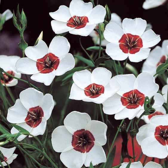 Saatgut Großblumiger Lein Bright Eyes - Linum grandiflorum bright eyes