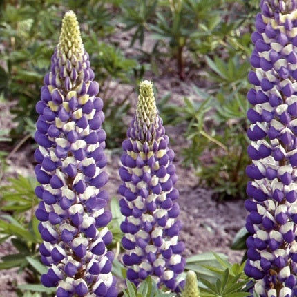 Saatgut Staudenlupine Russell Hybrids The Governer - Lupinus polyphyllus