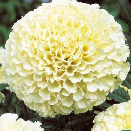 Saatgut Studentenblume Eskimo F1 - Tagetes erecta nana eskimo f1