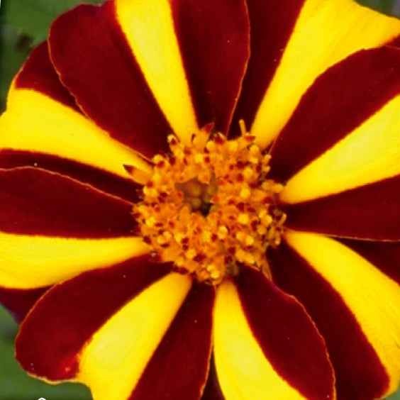 Saatgut Studentenblume 'Mr. Majestic' - Tagetes patula nana mr. majestic