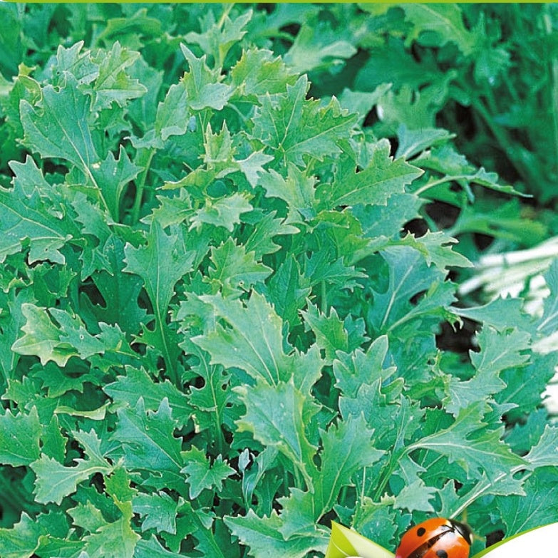 sprossen saatgut bio Saatgut Rübchen-Sprossen 'Mesophylla' Bio - Brassica rapa