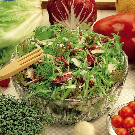 Saatgut Salat in einer Gastronomenschnittmischung - Valerianella locusta,  Lactuca sativa, Cichorium intybus, Anthriscus,