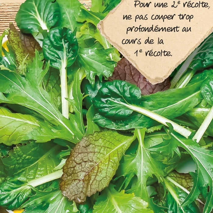 Saatgut Asia-Salat-Mischung - Lactuca sativa