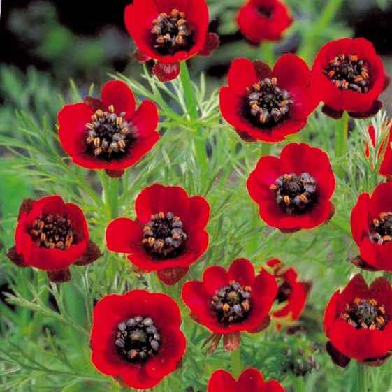 Sommer-Adonisröschen Deep Red - Bakker