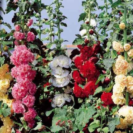 Saatgut Stockrose Chater's Mix Mischung - Alcea rosea