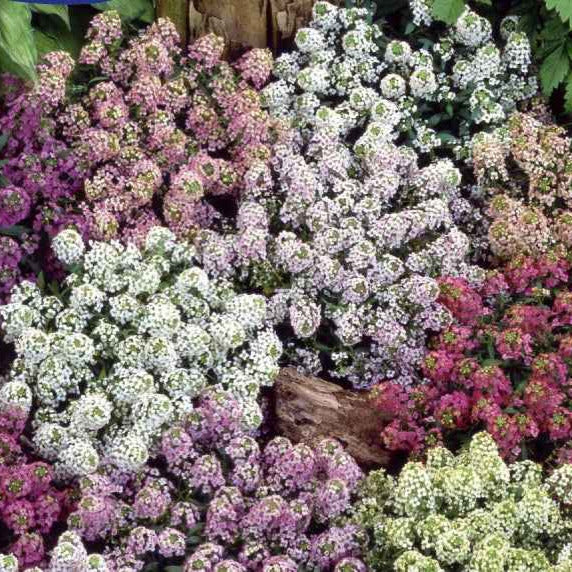 Saatgut Duftsteinrich Magic Circles Mischung - Lobularia maritimum