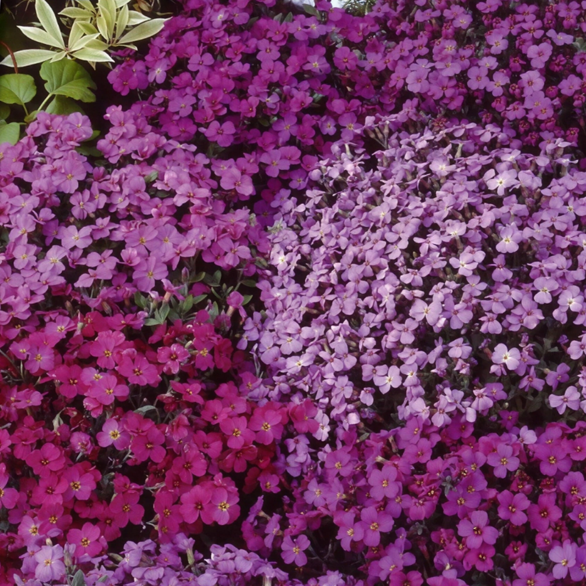 blaukissen saatgut Saatgut Aubrieta (Blaukissen) Stauden-Mischung 'Cascade' - Aubrieta x  cultorum