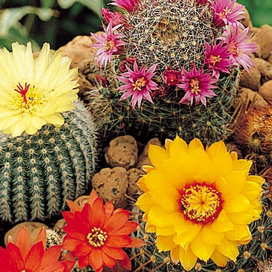 kaktus bremen Saatgut Kaktussamen Mischung - Cacti species