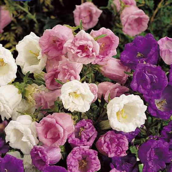 glockenblume saatgut Saatgut Glockenblumen Mischung - Campanula medium