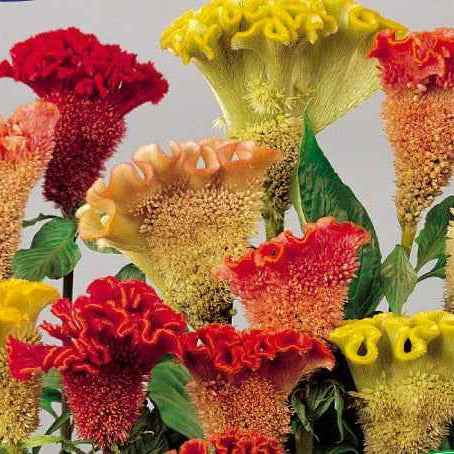 Saatgut Hahnenkamm-Celosie Mischung 'Triangle' - Celosia argentea cristata 