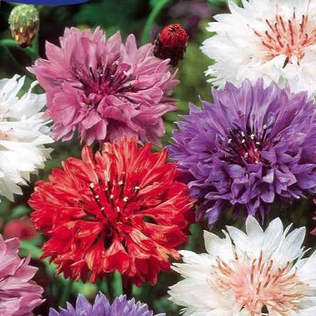 Saatgut Kornblumen Mischung - Centaurea cyanus