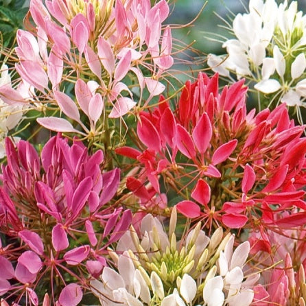 Saatgut Spinnenblume 'Colour Fountain' Mischung - Cleome spinosa
