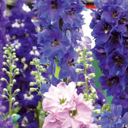 Saatgut Rittersporn Round Table Series Mix - Delphinium cultorum