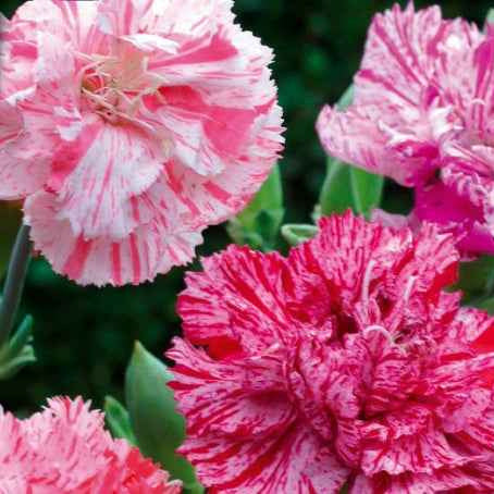 nelken saatgut Saatgut Landnelke Fantasy Picotée Mischung - Dianthus caryophyllus