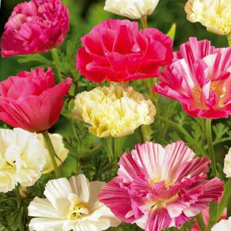 kalifornischer mohn saatgut Saatgut Kalifornischer Mohn gefüllt Mischung - Eschscholzia californica