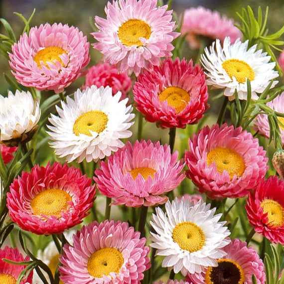 Saatgut Strohblumen Australien Mischung - Helipterum roseum