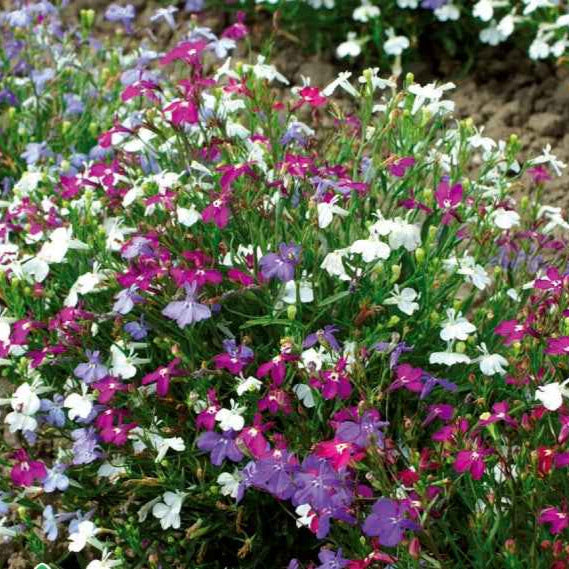 Saatgut Hänge-Lobelien Mischung - Lobelia erinus pendula