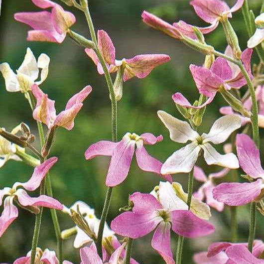 Saatgut Levkojen Scentsation Mischung - Matthiola longipetala bicornis