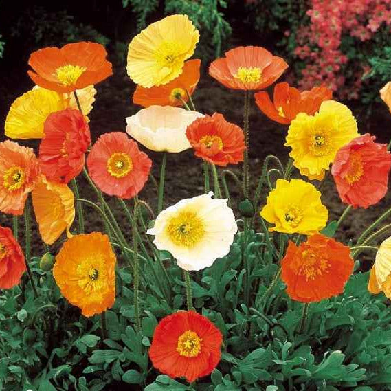 Saatgut Islandmohn 'Artist's Glory' Mischung - Papaver nudicaule |  Bakker.com